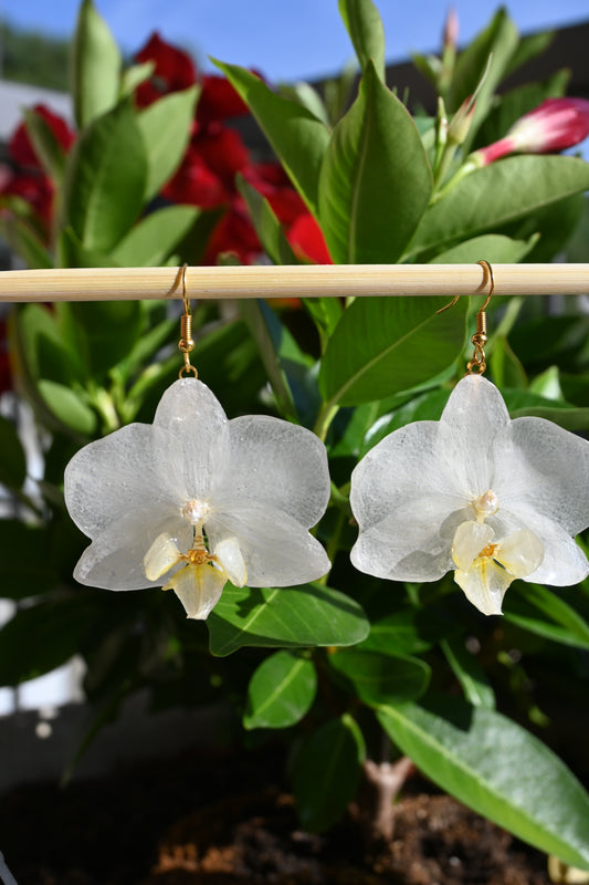 Orecchini con Orchidea Phalaenopsis Bianca